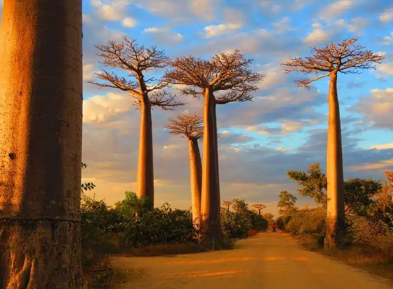 CPS - Madagascar